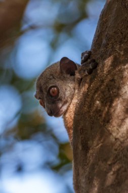 Sportive lemur (lepilemur)
