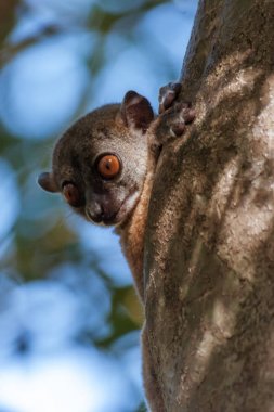Sportive lemur (lepilemur)