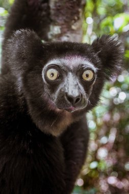 Indri Indri (Babakoto) clipart