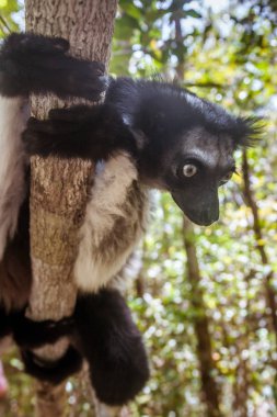 Indri Indri (Babakoto)