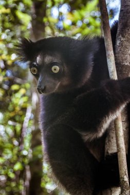 Indri Indri (Babakoto)
