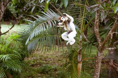 Sifaka Maki