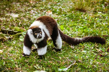 Lemur Vari clipart