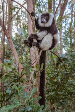 Lemur Vari
