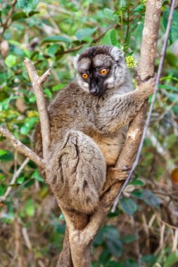 Sarımsı kahverengi lemur