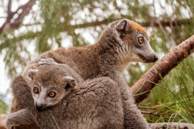 Anne ve çocuk taçlı lemur