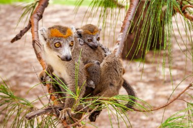 Anne ve çocuk taçlı lemur