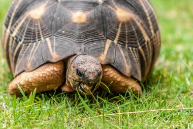 radyasyonlu kaplumbağa