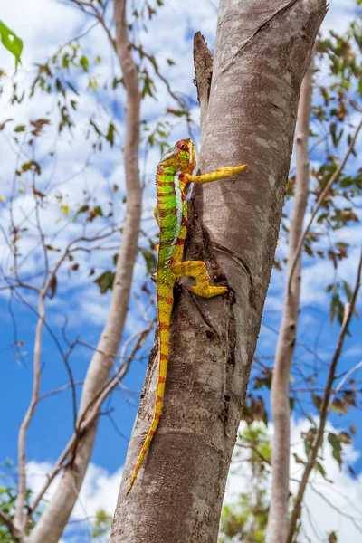 Panther chameleon