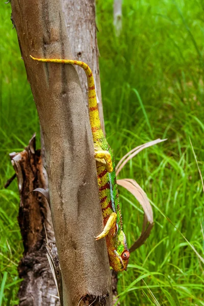 Panterkameleon — Stockfoto