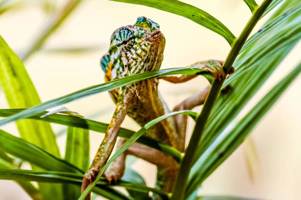 Panter chameleon — Stock fotografie