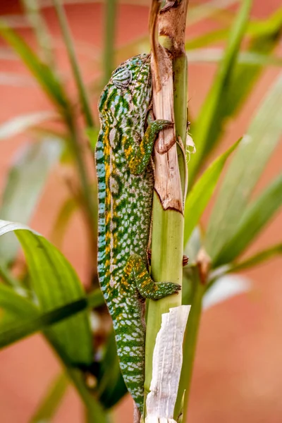 Pantherchamäleon — Stockfoto