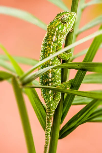 Panther chameleon — Stock Photo, Image