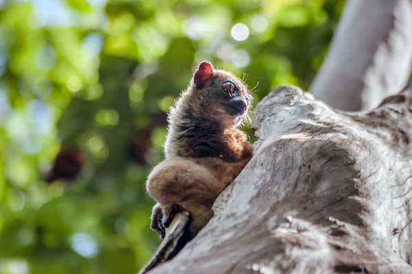 Lémure esportivo (lepilemur ) — Fotografia de Stock