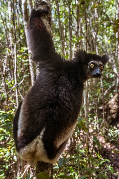 Indri Indri) — Foto Stock