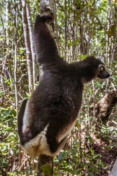 Indri indri (Babakoto) — Fotografia de Stock