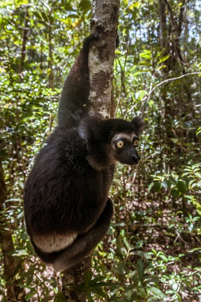 Indri Indri (Babakoto) — Stok fotoğraf