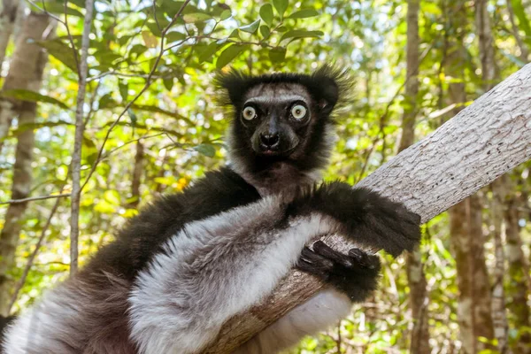 Indri Indri (babakoto) — Zdjęcie stockowe