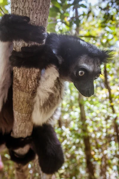 Indri Indri (Babakoto) — Foto de Stock