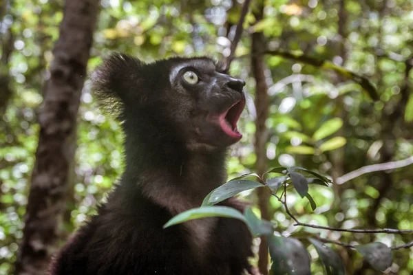 Indri indri (Babakoto) — Fotografia de Stock