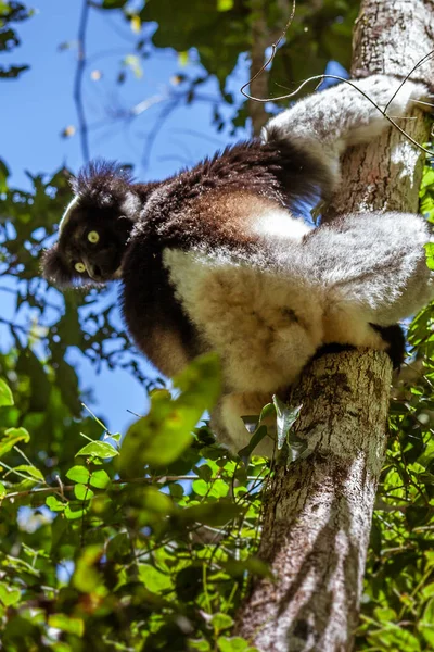 Indri indri (babakoto)) — Stockfoto