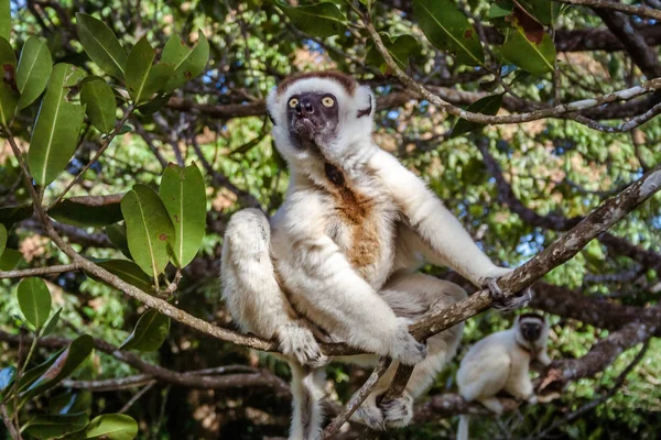 Sifaka lemure — Foto Stock