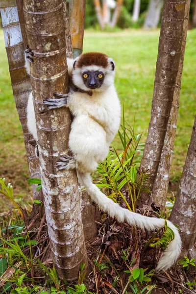 Sifaka-maki — Stockfoto