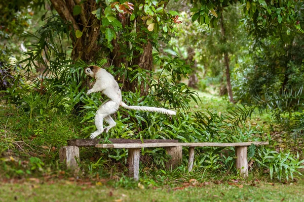 Lémurien sifaka — Photo