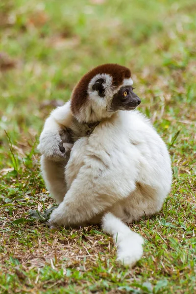 Sifaka lemur — Stock Photo, Image