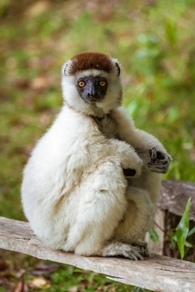 Sifaka-maki — Stockfoto