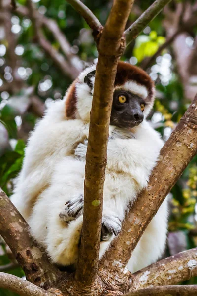 Sifaka-maki — Stockfoto