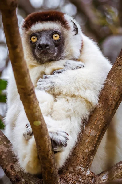 Sifaka.på lemur — Stockfoto
