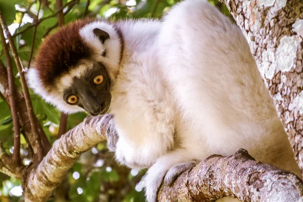 Sifaka Maki