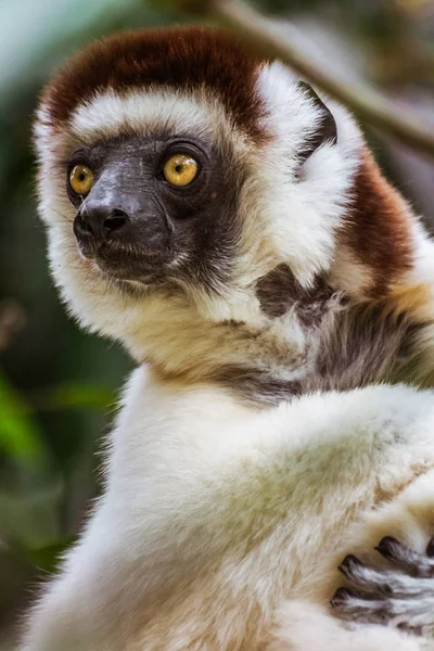 Lemur biała — Zdjęcie stockowe