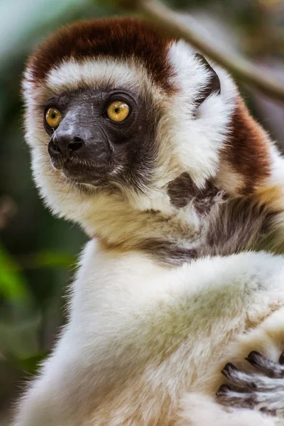 Lêmure sifaka — Fotografia de Stock