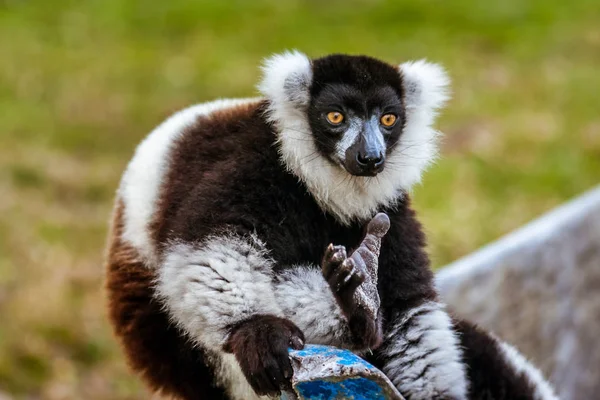 Lemur Vari — Zdjęcie stockowe