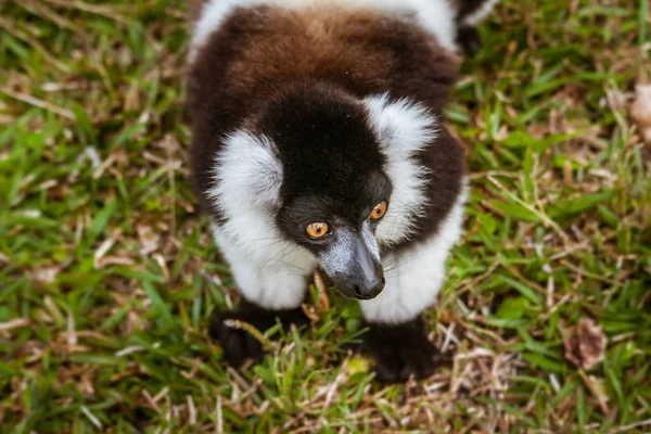 Lemur Vari – stockfoto
