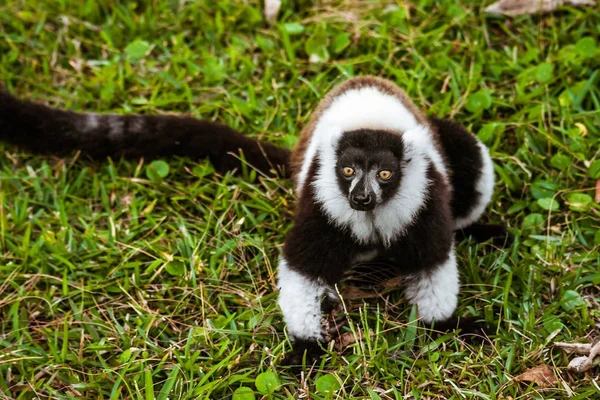 Lemur Vari — Zdjęcie stockowe
