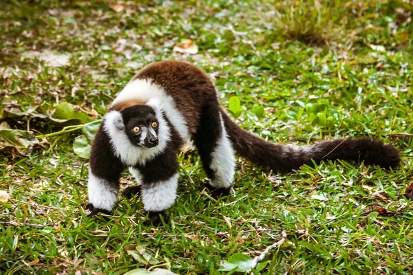 Lemur Vari — Zdjęcie stockowe