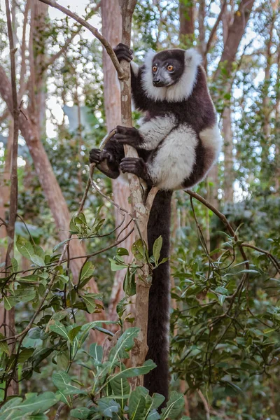 Lemur Vari — Stok fotoğraf