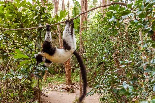 Lemur Vari — Stockfoto