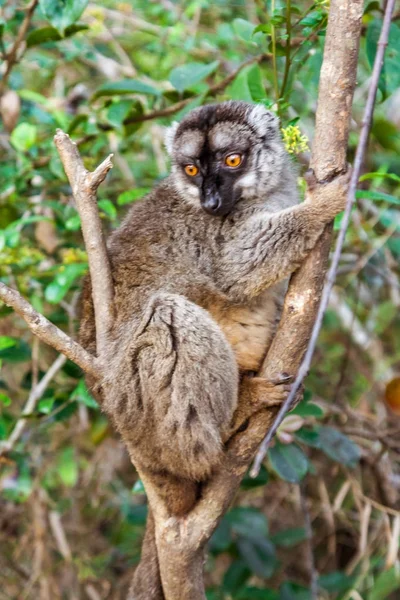 Tawny lemur — Zdjęcie stockowe