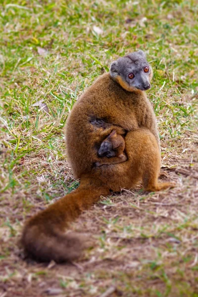 Mamá e hijo lémures Tawny — Foto de Stock