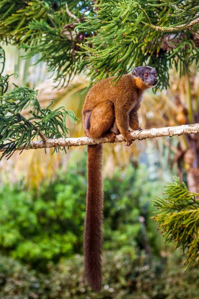 Anne ve çocuk sarımsı kahverengi Lemurlar — Stok fotoğraf