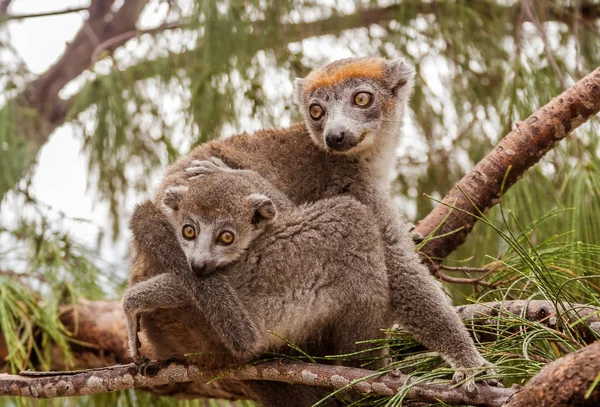 Anne ve çocuk taçlı lemur — Stok fotoğraf