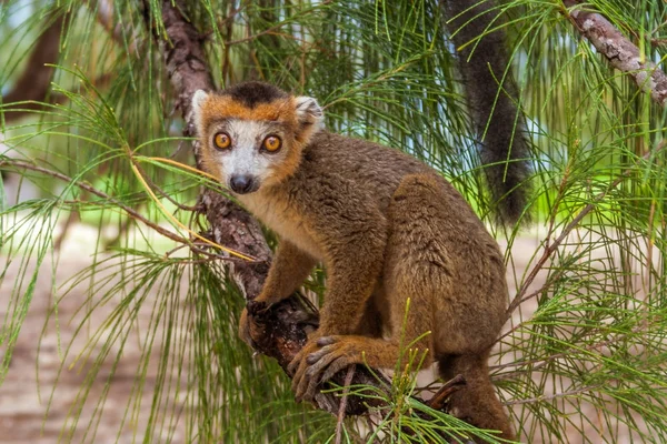 Young gekroond lemur — Stockfoto