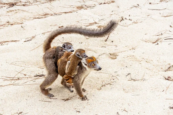 Mamma e bambino lemure incoronato — Foto Stock