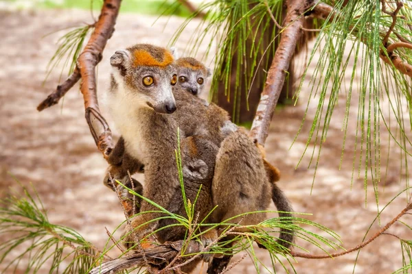 Mom and child Crowned lemur — Stock Photo, Image