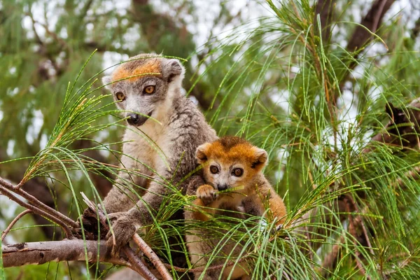 Mama i dziecko lemur koronowane — Zdjęcie stockowe