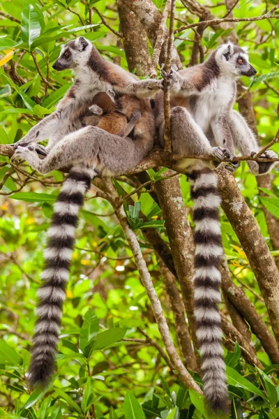 ครอบครัว Lemur Catta — ภาพถ่ายสต็อก